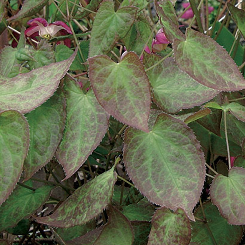 Jalokärsämö - Epimedium x rubrum (Lehvistö)