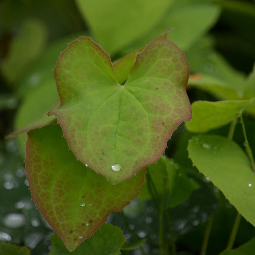 Varjohiippa - Epimedium x warleyense (Lehvistö)