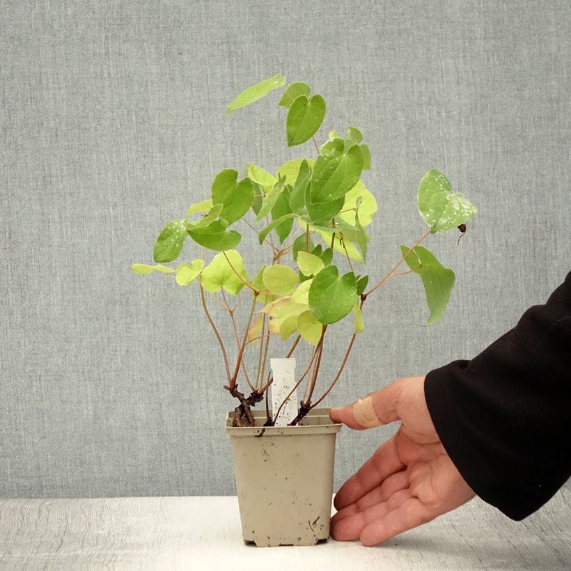 Esimerkki kesällä toimitetusta Varjohiippa - Epimedium x warleyense Godet de 8/9 cm-taimesta