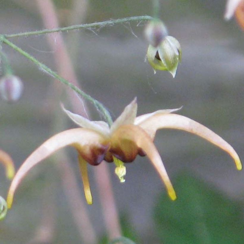 Varjohiippa Caramel (Kukinta)