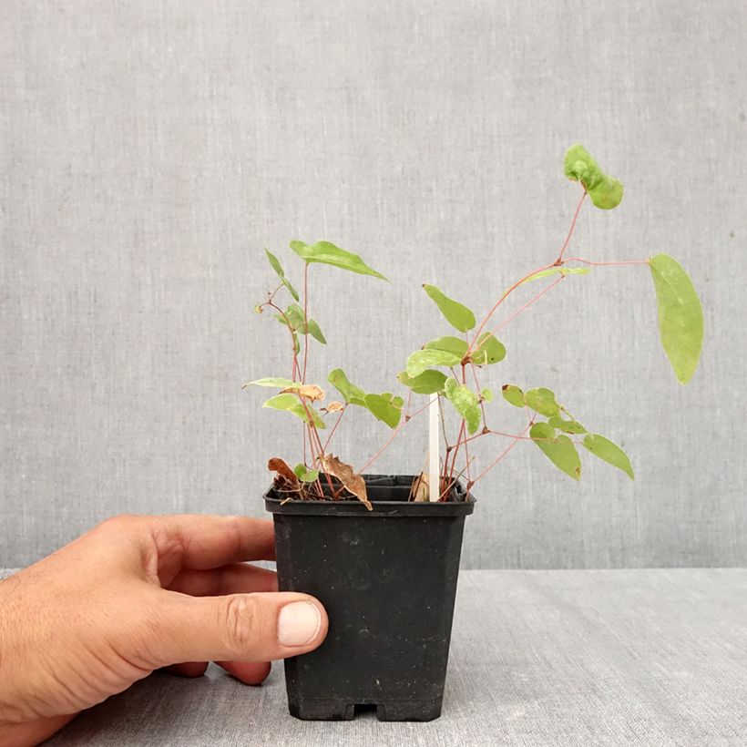 Esimerkki syksyllä toimitetusta Valkovarjohiippa Niveum 8/9 cm taimiruukku-taimesta