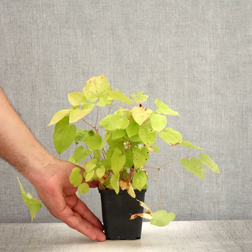 Esimerkki kesällä toimitetusta Valkovarjohiippa Yenomoto Taimiruukku 8/9 cm-taimesta