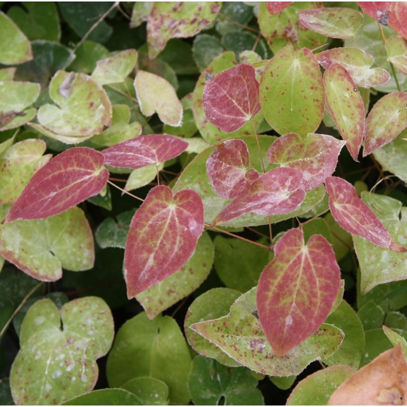 Varjohiippa - Epimedium pinnatum subsp. colchicum (Lehvistö)