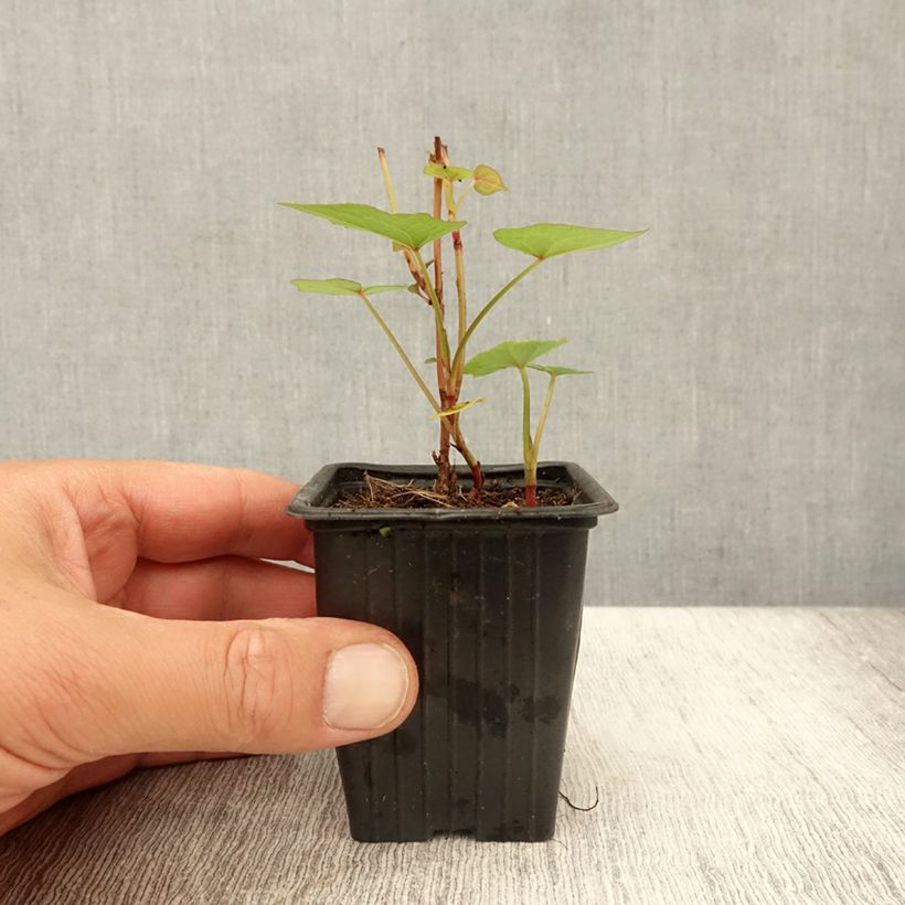 Esimerkki kesällä toimitetusta Epinard d'Asie, Epinard arbustif - Fagopyrum dibotrys (F. cymosum) Godet de 8/9 cm-taimesta