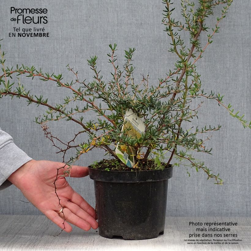 Esimerkki syksyllä toimitetusta Happomarja - Berberis x stenophylla 2 litran/3 litran ruukku-taimesta