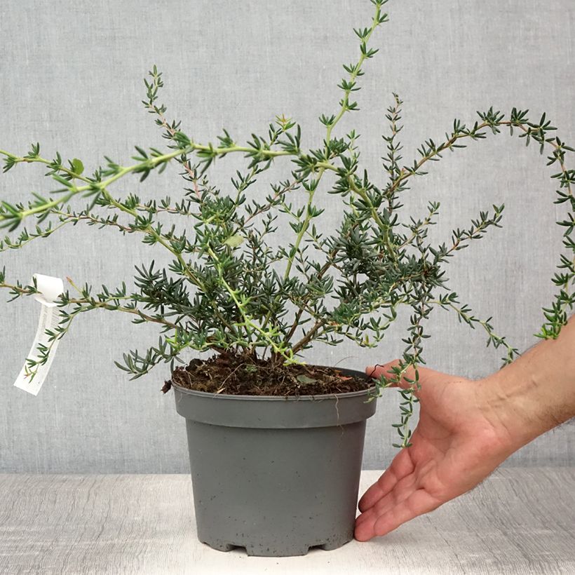 Esimerkki kesällä toimitetusta Happomarja - Berberis x stenophylla Ruukku 2L / 3L-taimesta