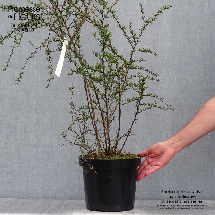 Esimerkki kesällä toimitetusta Happomarja - Berberis x stenophylla Ruukku 7,5L / 10L-taimesta