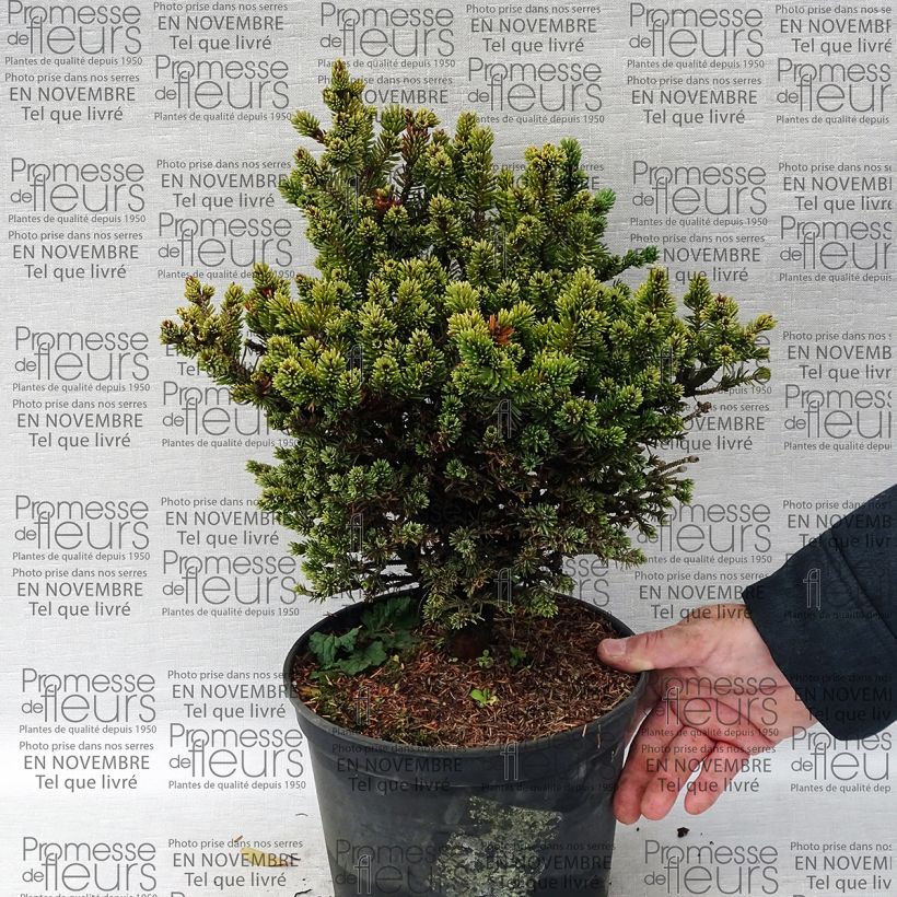 Esimerkki toimitetusta Valkokuusi Cecilia Pot de 4L/5L-taimesta