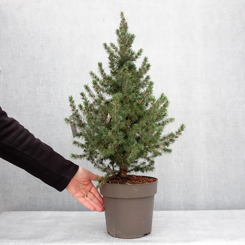 Esimerkki talvella toimitetusta Epinette blanche - Picea glauca Biesenthaler Frühling Pot de 4L/5L-taimesta