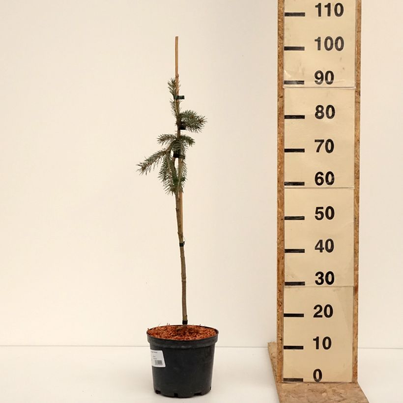 Esimerkki talvella toimitetusta Valkokuusi Pendula 4 litran/5 litran ruukku, Matala runko-taimesta