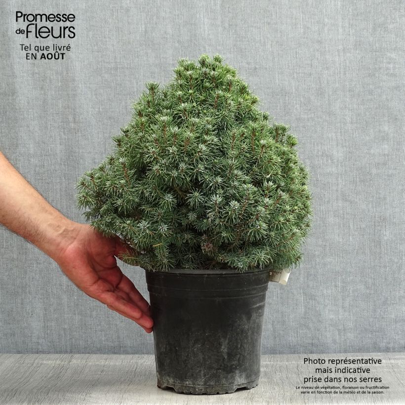 Esimerkki kesällä toimitetusta Valkokuusi Sander's Blue Pot de 4L/5L-taimesta