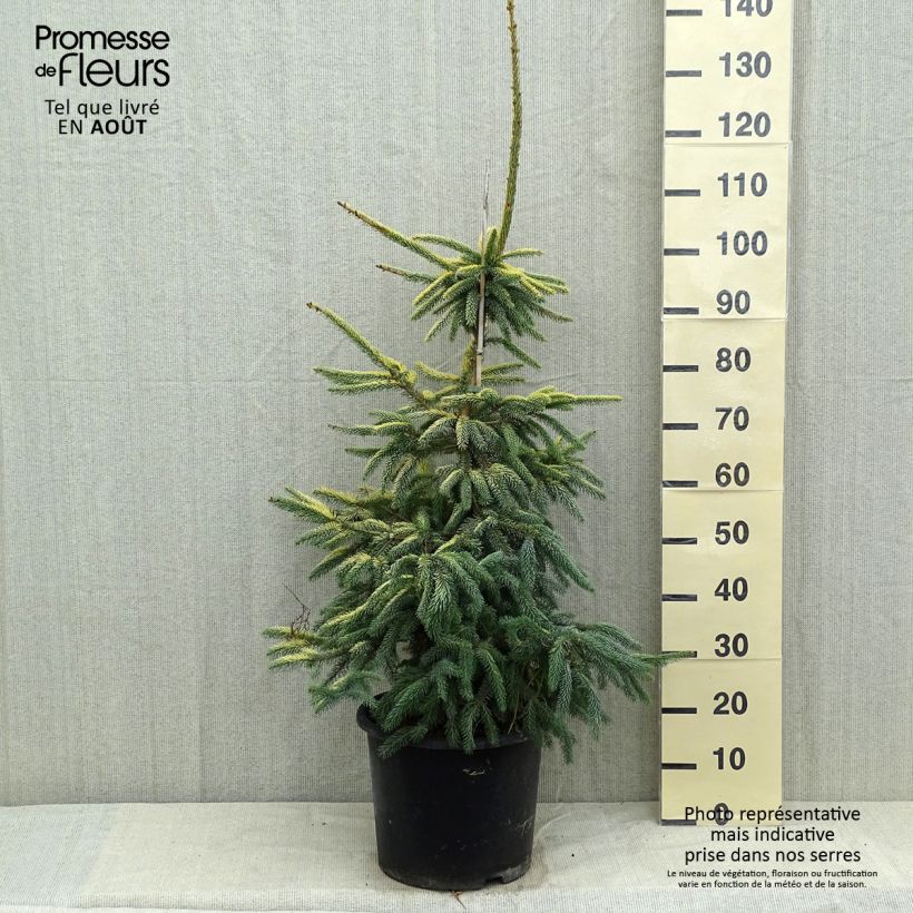 Esimerkki kesällä toimitetusta Mustakuusi Aurea Pot de 12L/15L-taimesta