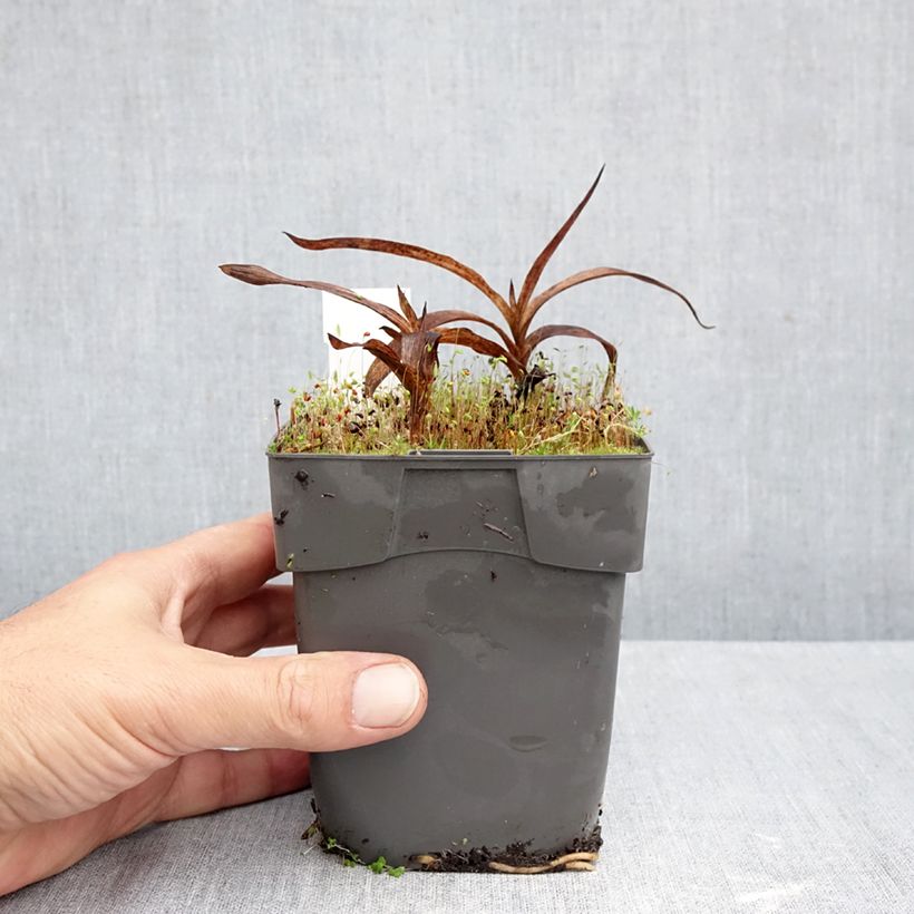 Esimerkki syksyllä toimitetusta Isoneidonvaippa - Epipactis gigantea 1 litran / 1,5 litran ruukku-taimesta