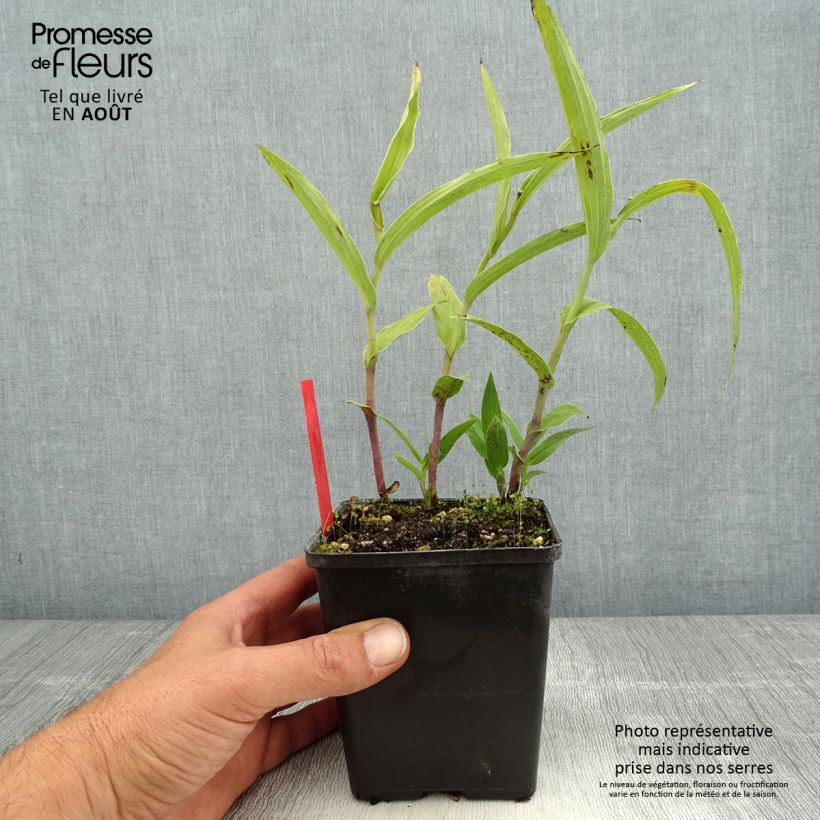 Esimerkki kesällä toimitetusta Isoneidonvaippa - Epipactis gigantea Pot de 1L/1,5L-taimesta