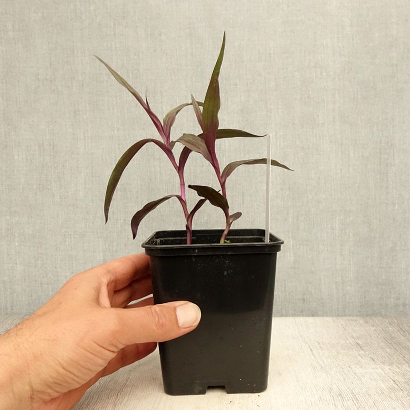 Esimerkki kesällä toimitetusta Isoneidonvaippa Night Serpentine Pot de 1L/1,5L-taimesta