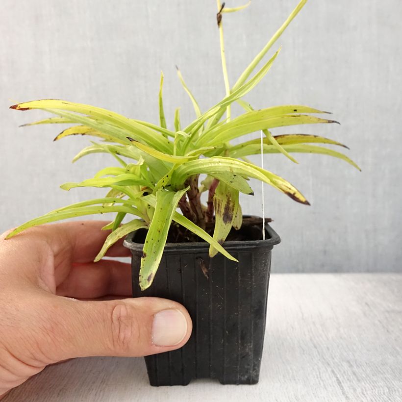 Esimerkki kesällä toimitetusta Suoneidonvaippa - Epipactis palustris Taimiruukku 8/9 cm-taimesta