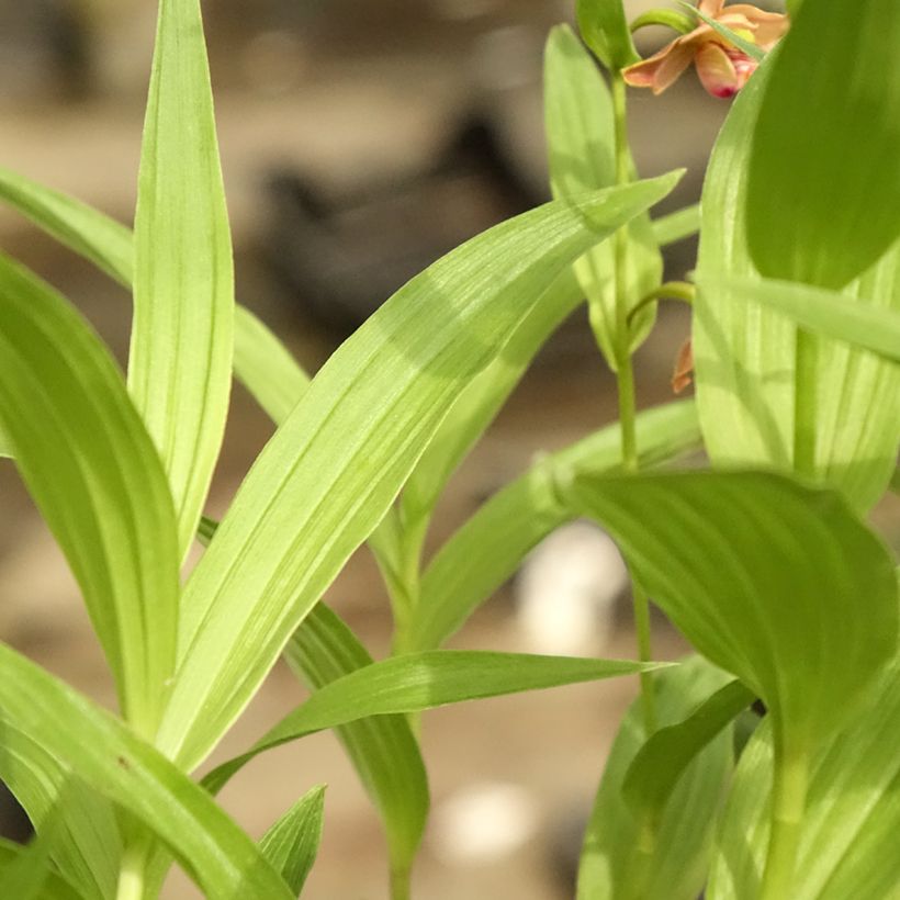 Neidonvaipa - Epipactis thunbergii gigantea (Lehvistö)