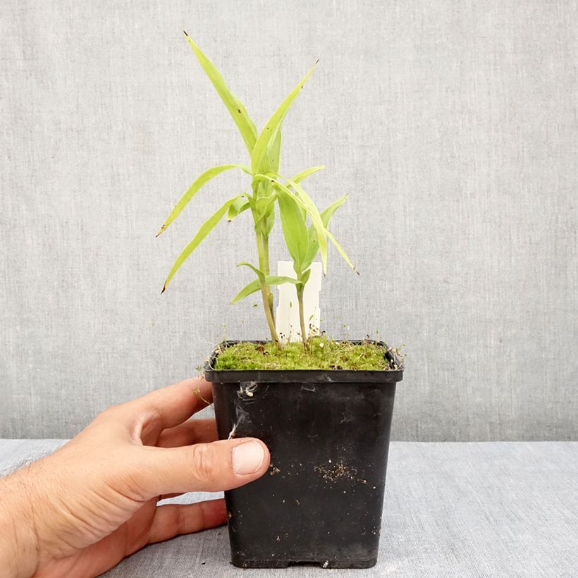 Esimerkki syksyllä toimitetusta Neidonvaipa - Epipactis thunbergii gigantea 1 litran / 1,5 litran ruukku-taimesta