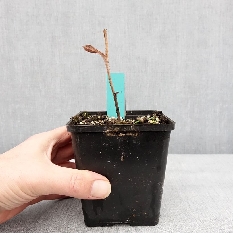 Esimerkki talvella toimitetusta Epipactis veratrifolia - Orchidée de jardin Pot de 1L/1,5L-taimesta
