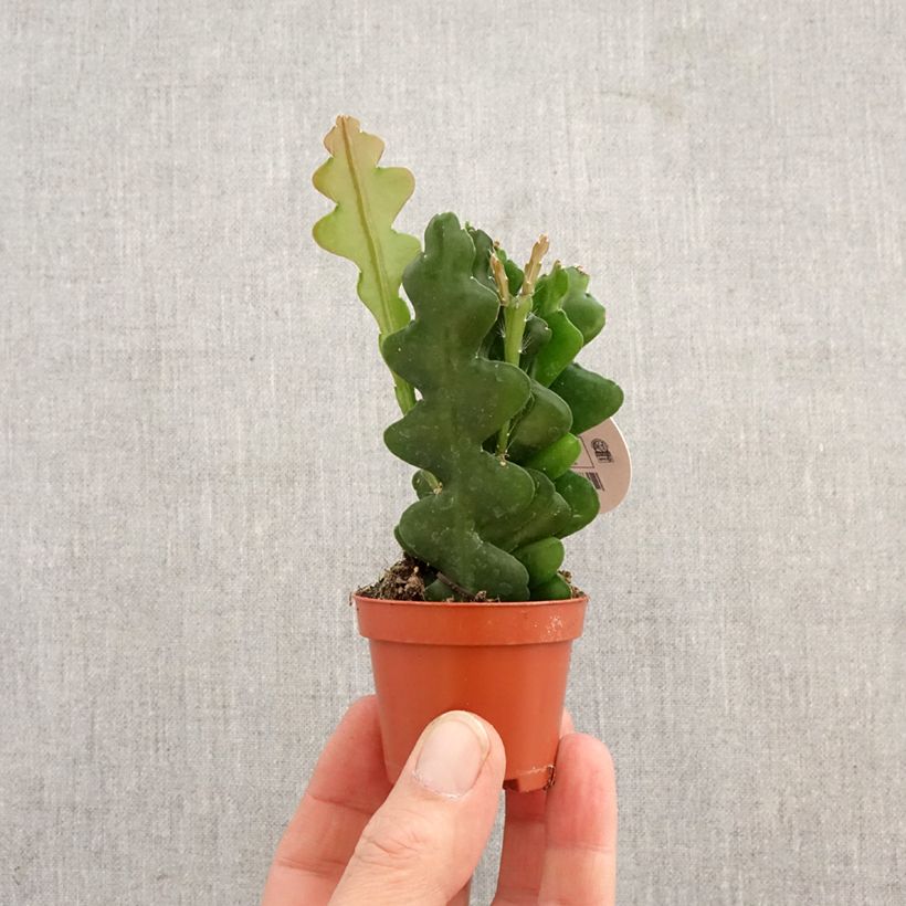 Esimerkki keväällä toimitetusta Kalanruotokaktus - Epiphyllum anguliger Minikasvi-taimesta