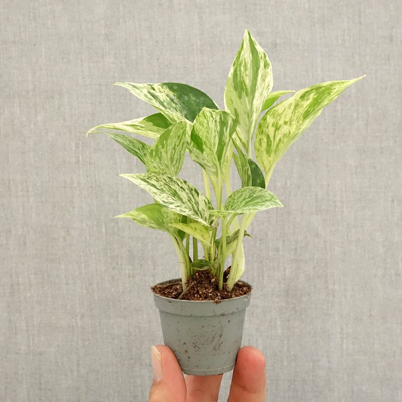 Esimerkki syksyllä toimitetusta Kultaköynnös Marble Queen Minikasvi-taimesta