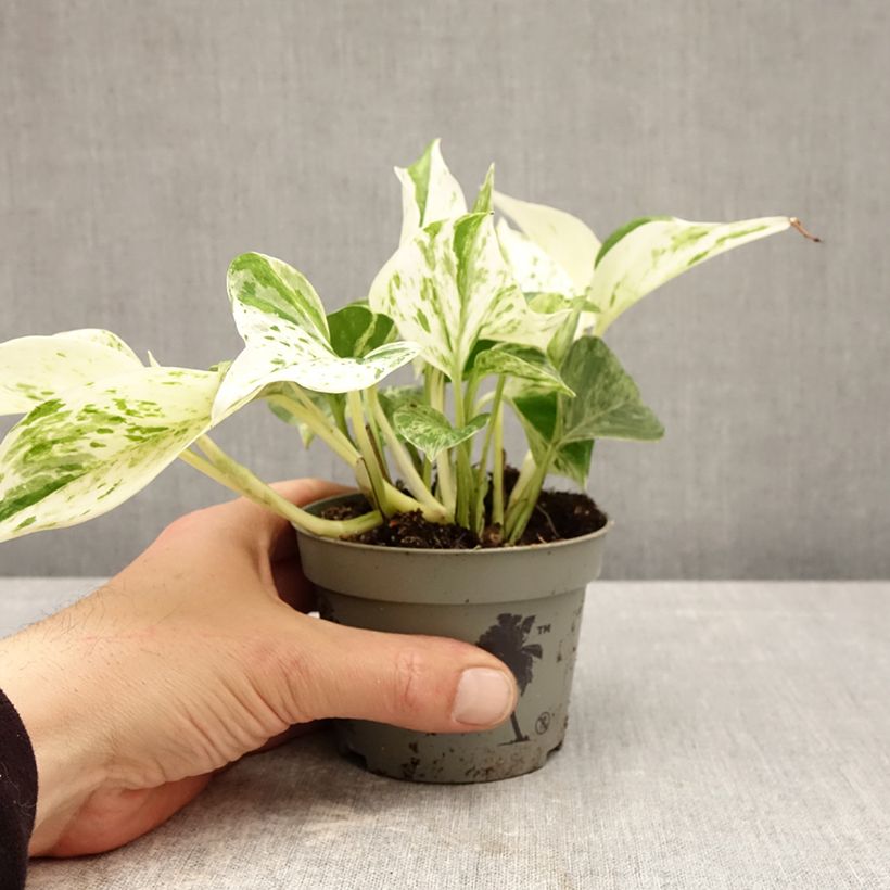 Esimerkki keväällä toimitetusta Kultaköynnös Marble Queen 10 cm/11 cm ruukku-taimesta