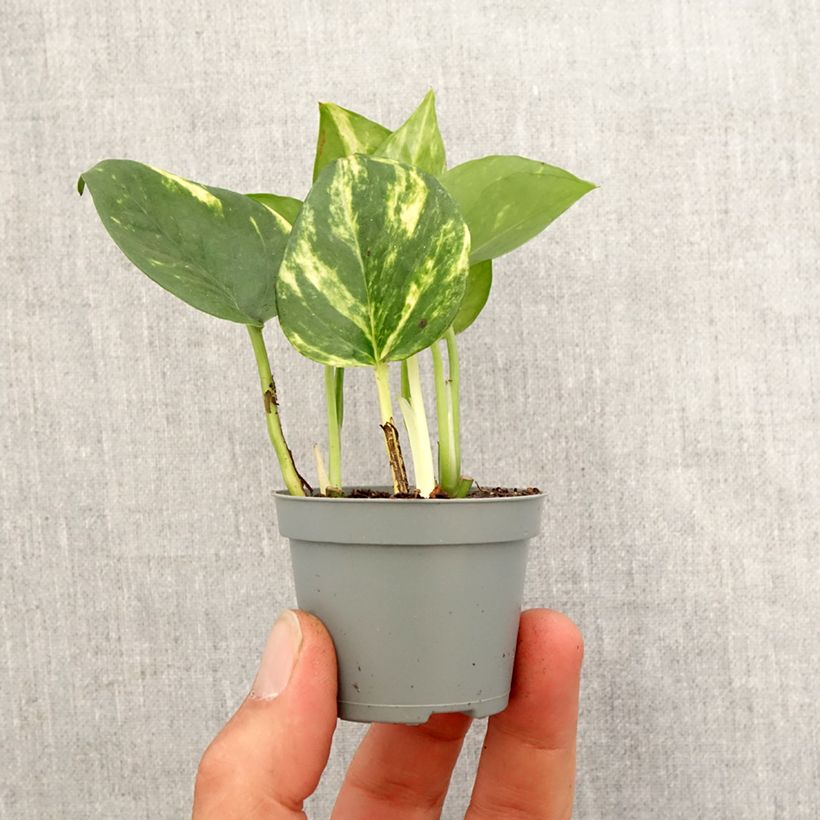 Esimerkki keväällä toimitetusta Kultaköynnös - Epipremnum aureum Minikasvi-taimesta