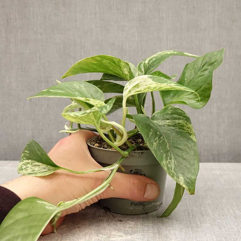Esimerkki keväällä toimitetusta Kultaköynnös - Epipremnum aureum 10 cm/11 cm ruukku-taimesta