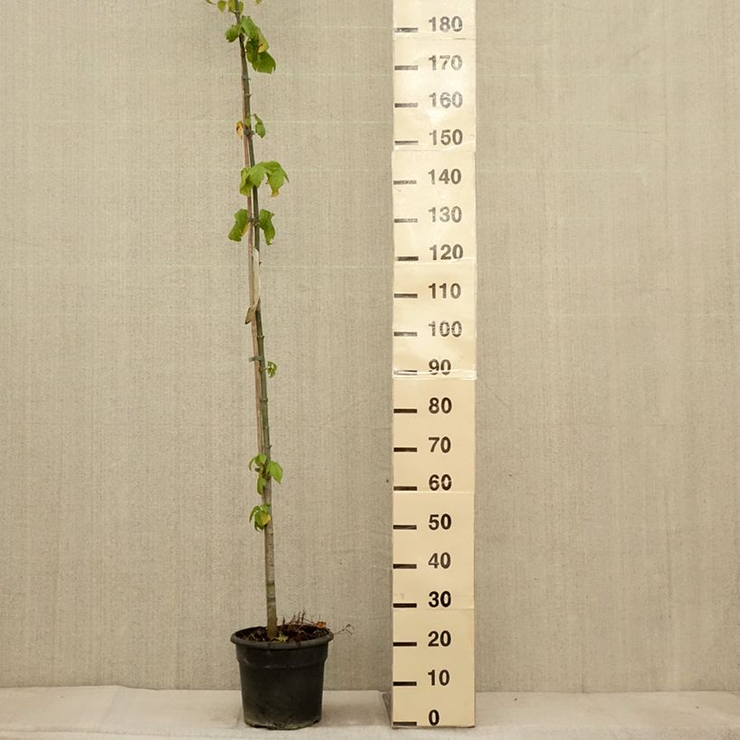 Esimerkki syksyllä toimitetusta Saarnivaahtera - Acer negundo 7,5 litran / 10 litran ruukku-taimesta