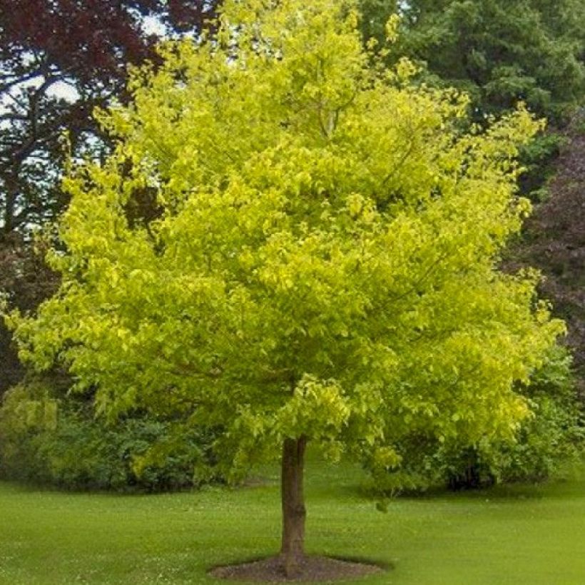 Saarnivaahtera Kelly's Gold (Kasvutapa)