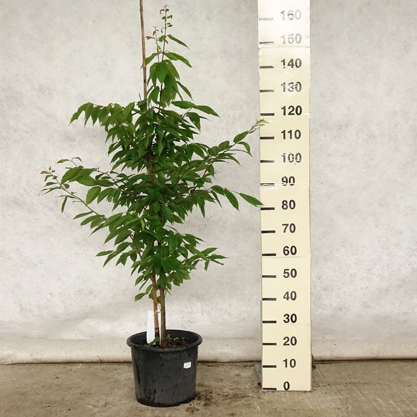 Esimerkki kesällä toimitetusta Pyökkivaahtera - Acer carpinifolium 7,5 litran / 10 litran ruukku, Muotoilematon piiskataimi-taimesta