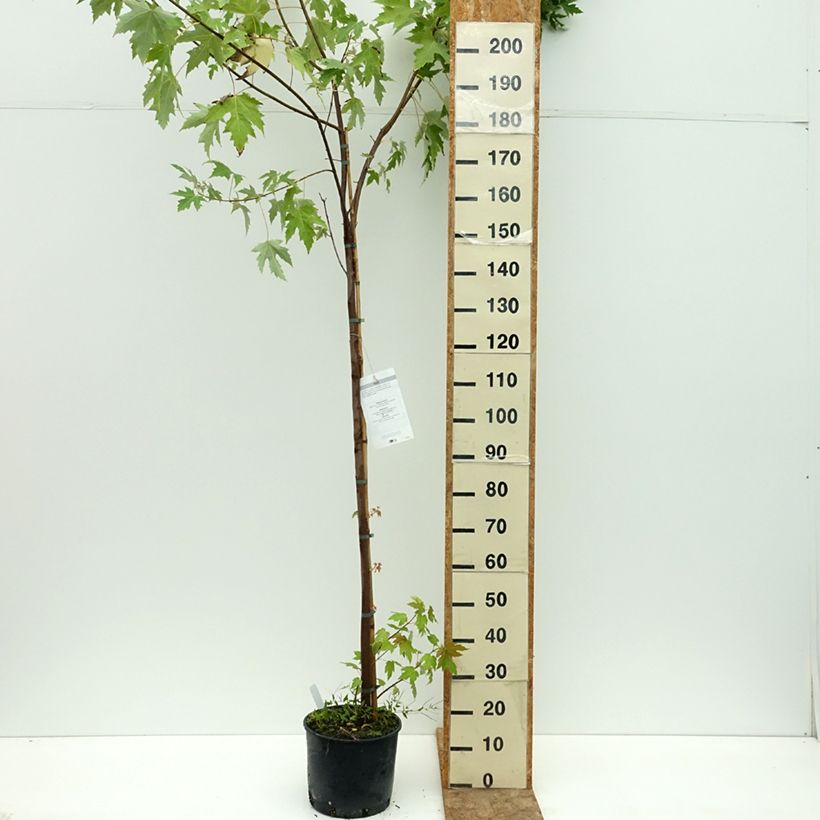 Esimerkki kesällä toimitetusta Hopeavaahtera - Acer saccharinum 7,5 litran / 10 litran ruukku-taimesta