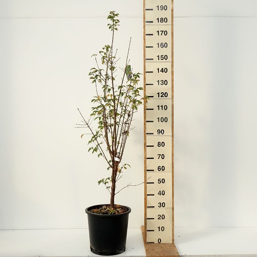 Esimerkki syksyllä toimitetusta Kuparivaahtera - Acer griseum 20 litran/25 litran ruukku-taimesta