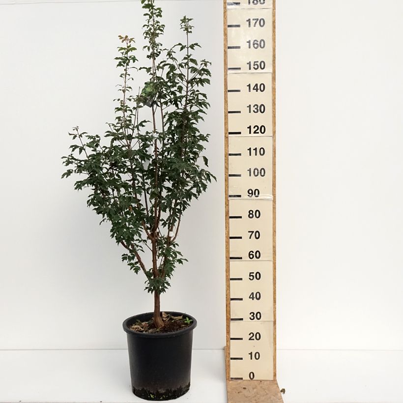 Esimerkki kesällä toimitetusta Kuparivaahtera - Acer griseum 20 litran/25 litran ruukku-taimesta