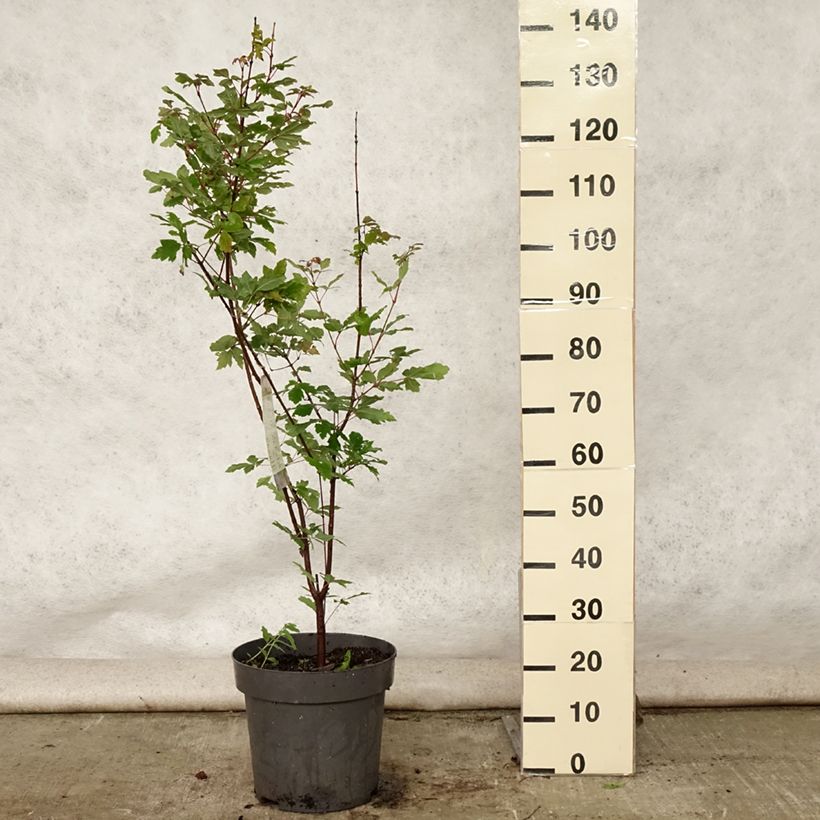 Esimerkki kesällä toimitetusta Kuparivaahtera - Acer griseum 7,5 litran / 10 litran ruukku-taimesta