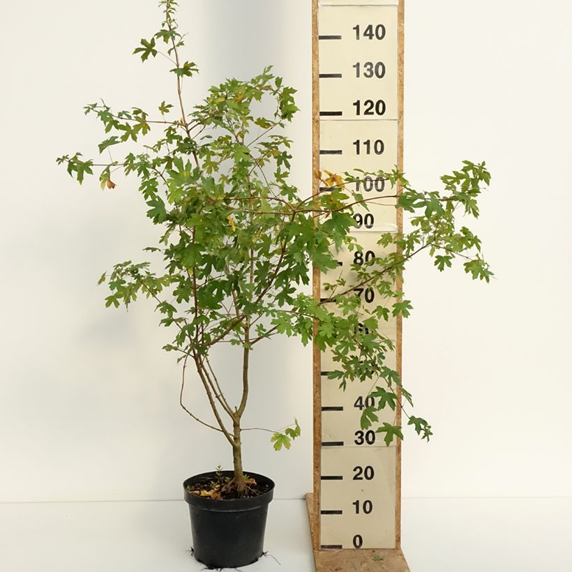Esimerkki kesällä toimitetusta Niverävaahtera - Acer campestre 4 litran/5 litran ruukku-taimesta