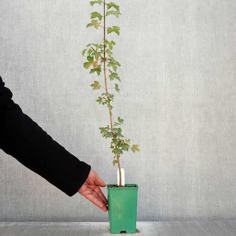 Esimerkki syksyllä toimitetusta Ranskanvaahtera - Acer monspessulanum 10 cm/11 cm ruukku-taimesta