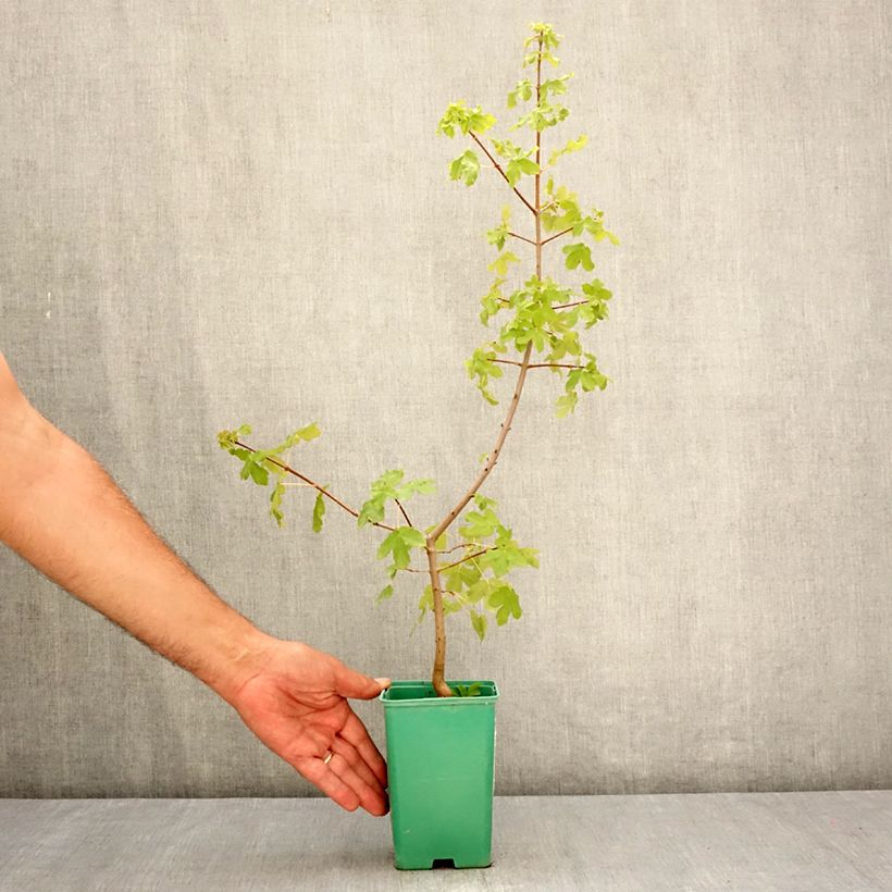 Esimerkki kesällä toimitetusta Ranskanvaahtera - Acer monspessulanum 10 cm/11 cm ruukku-taimesta