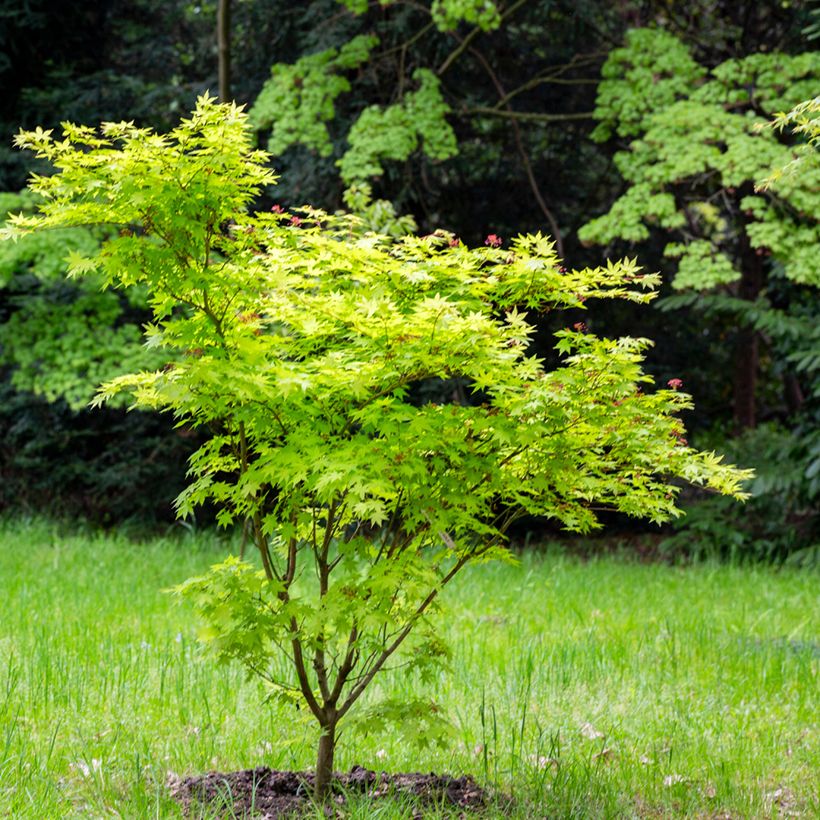 Hokkaidonvaahtera Aconitifolium (Kasvutapa)