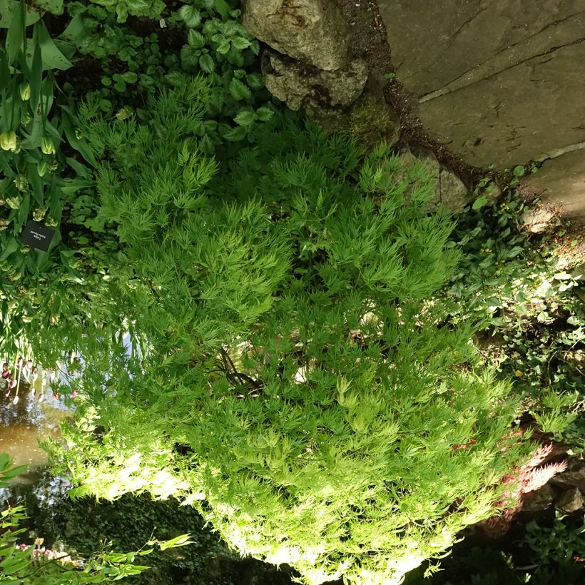 Sulkajapaninvaahtera Dissectum Viridis (Kasvutapa)