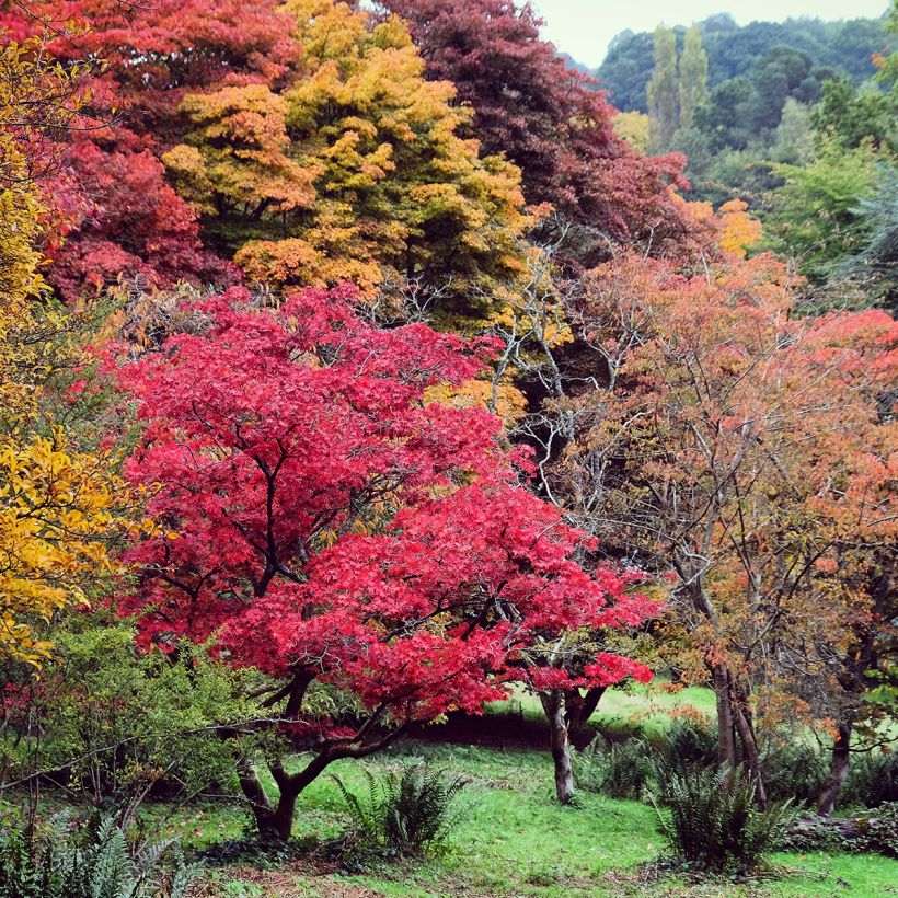 Japaninvaahtera - Acer palmatum (Kasvutapa)