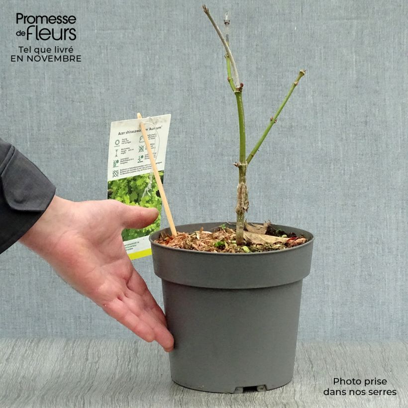 Esimerkki syksyllä toimitetusta Érable du Japon - Acer shirasawanum Aureum Pot de 3L/4L-taimesta