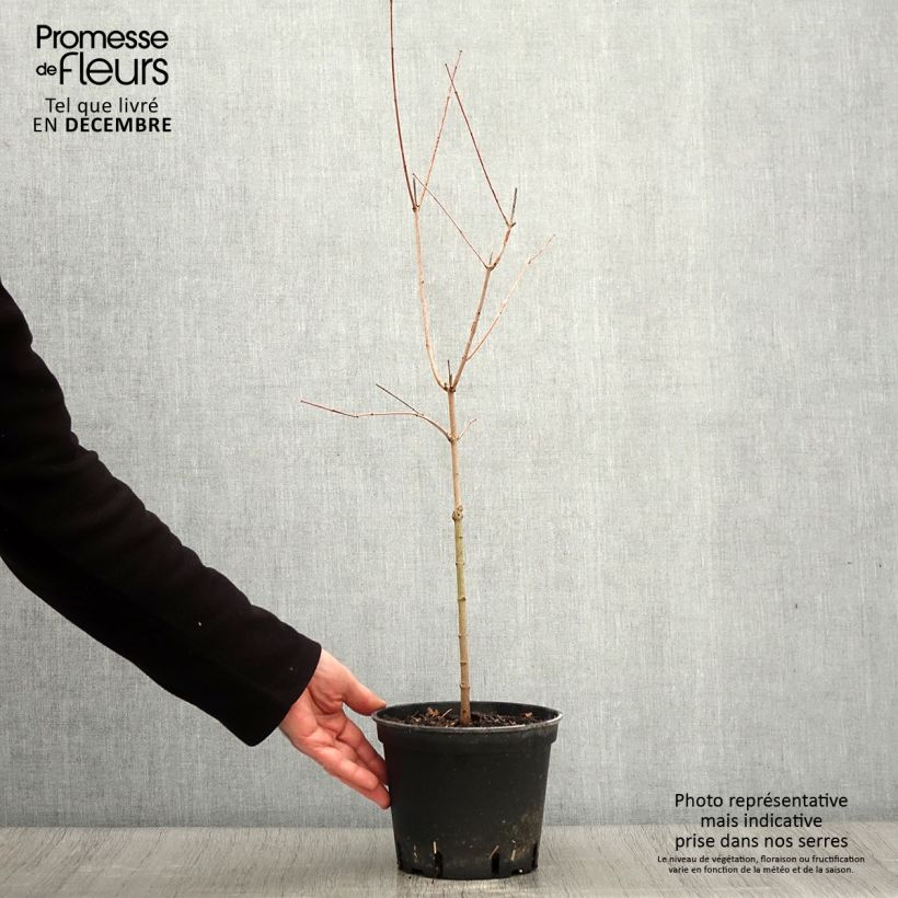 Esimerkki syksyllä toimitetusta Mongolianvaahtera - Acer tataricum subsp. ginnala 2 litran/3 litran ruukku-taimesta
