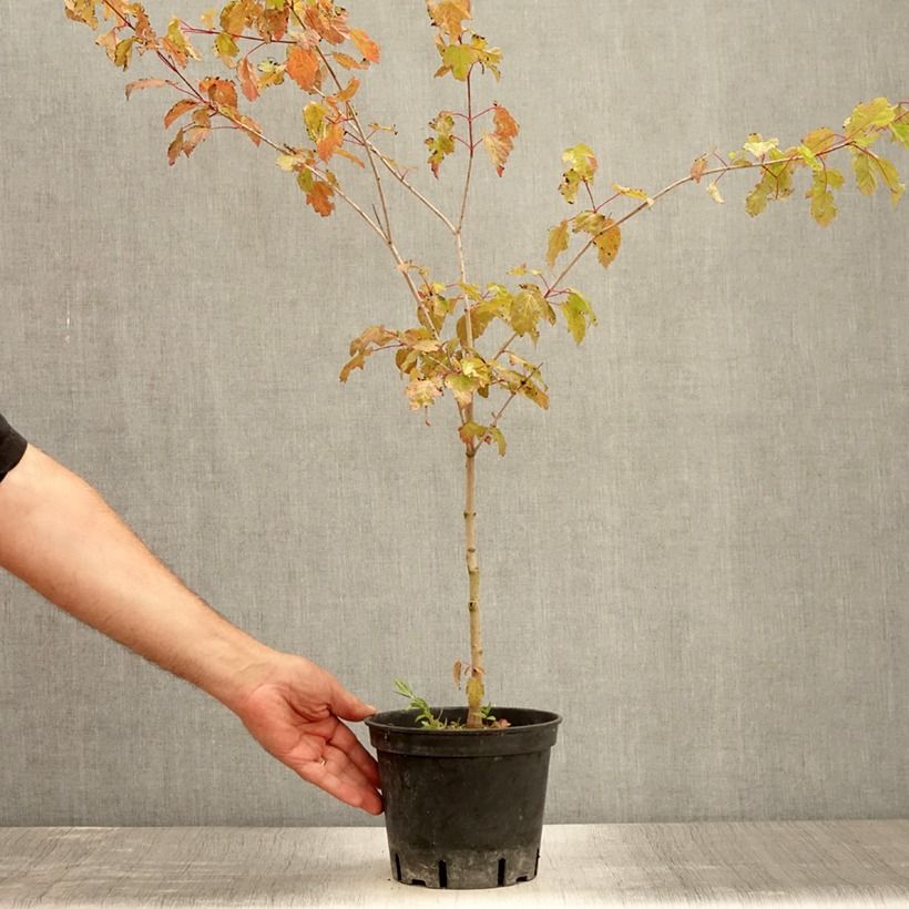 Esimerkki kesällä toimitetusta Érable du fleuve Amour - Acer ginnala Pot de 2L/3L-taimesta