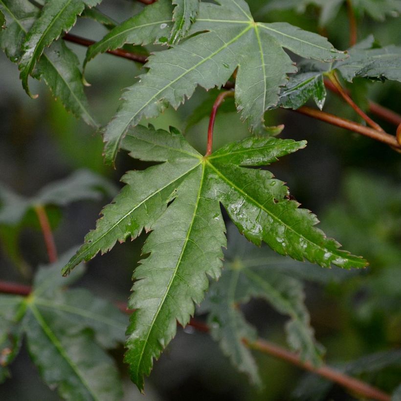 Japaninvaahtera - Acer palmatum (Lehvistö)