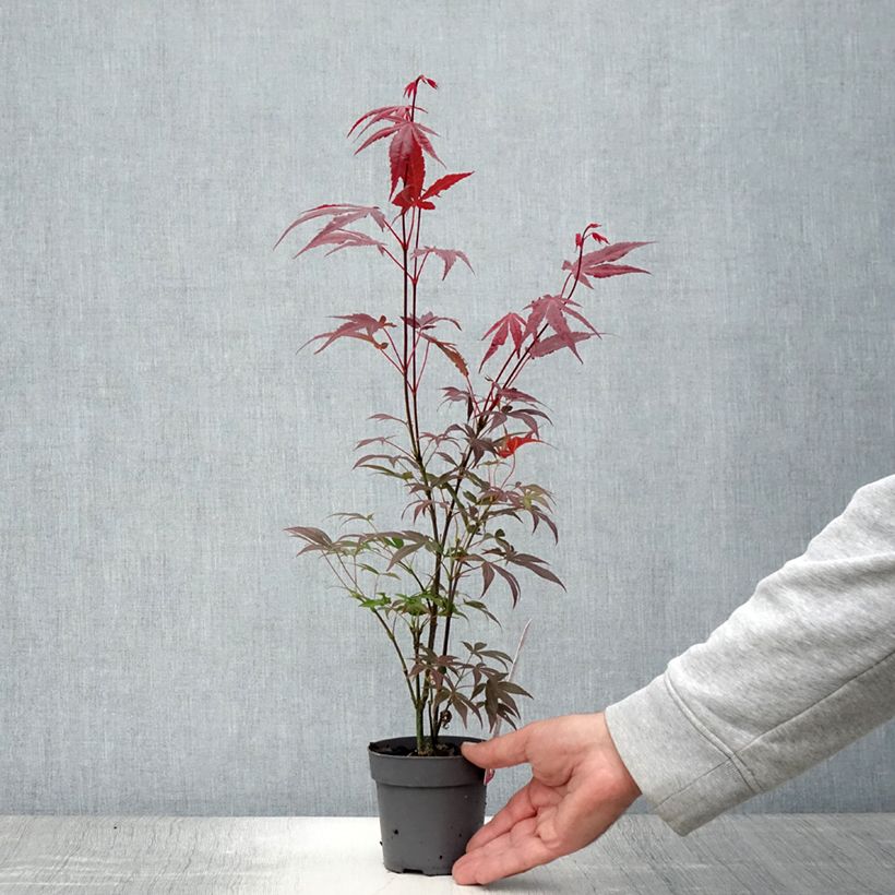Esimerkki kesällä toimitetusta Verijapaninvaahtera Atropurpureum 10 cm/11 cm ruukku-taimesta