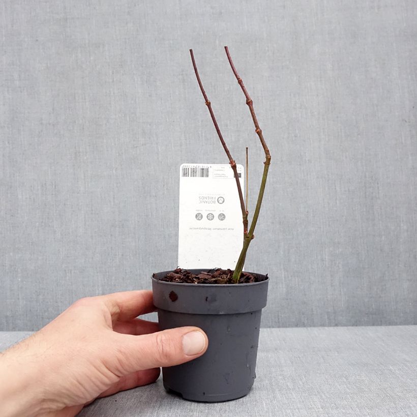 Esimerkki talvella toimitetusta Verijapaninvaahtera Atropurpureum 10 cm/11 cm ruukku-taimesta