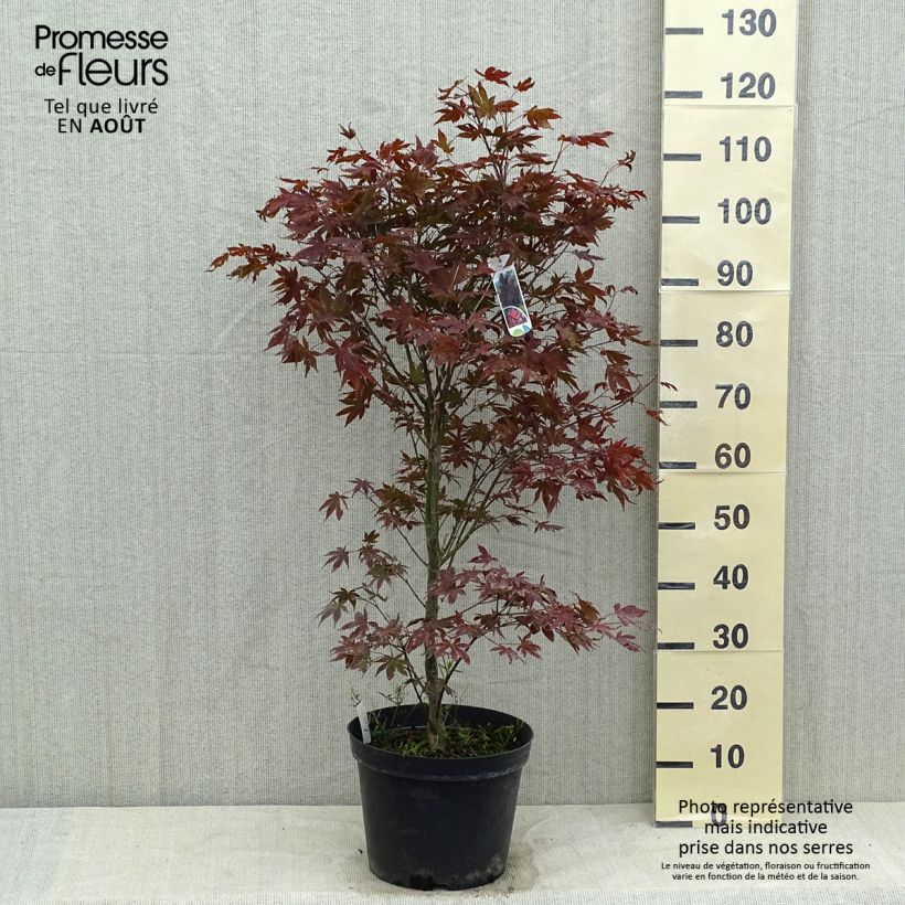 Esimerkki kesällä toimitetusta Verijapaninvaahtera Atropurpureum 4 litran/5 litran ruukku-taimesta