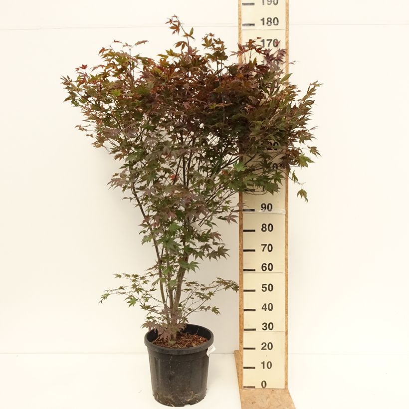 Esimerkki kesällä toimitetusta Verijapaninvaahtera Atropurpureum 20 litran/25 litran ruukku-taimesta