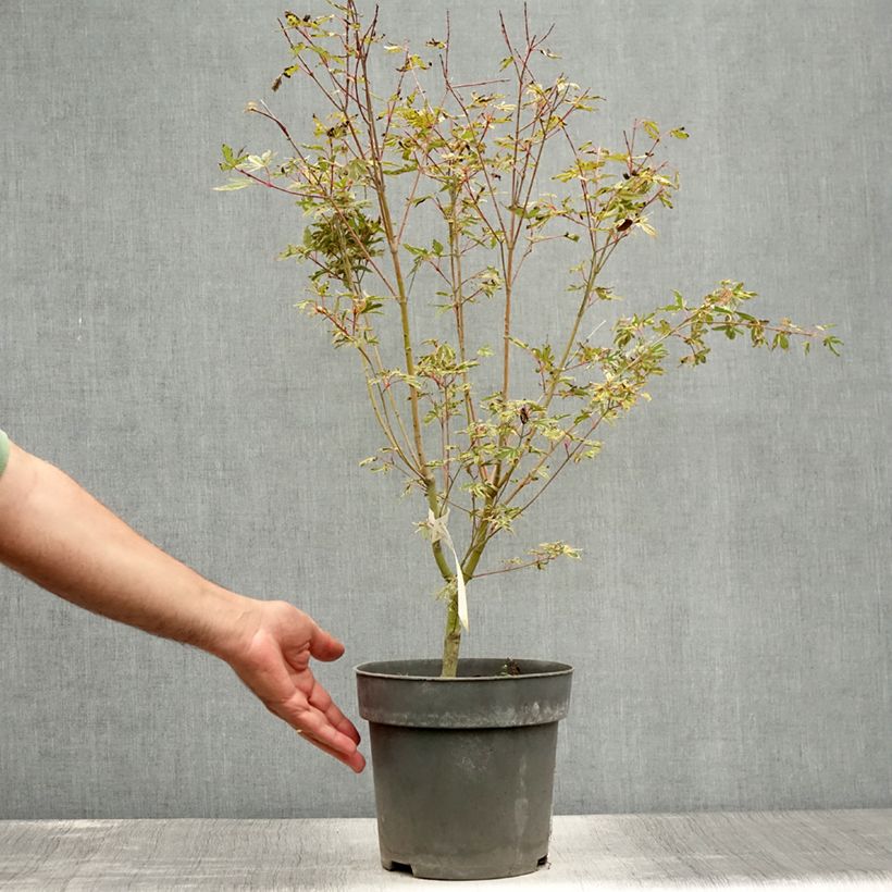 Esimerkki kesällä toimitetusta Erable du Japon - Acer palmatum Beni Shichihenge Pot de 3L/4L-taimesta